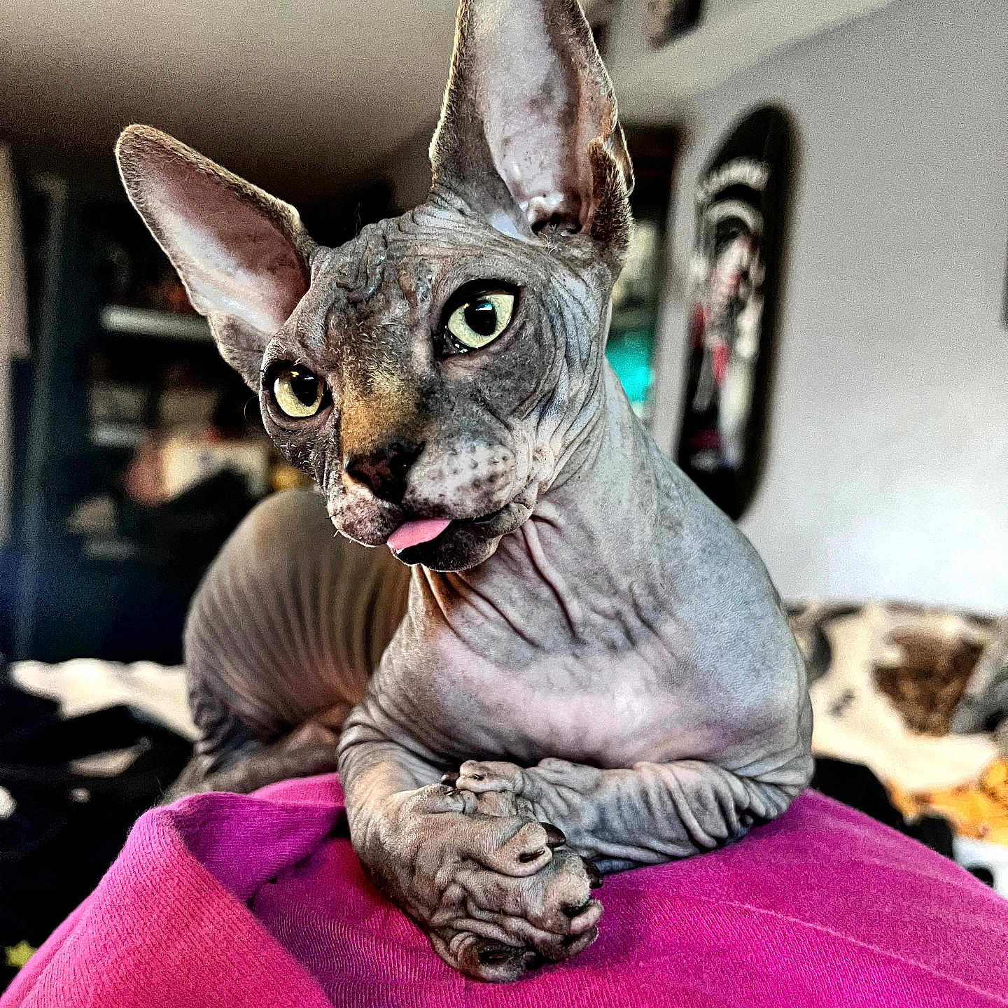 Krueger joined the competition — help win amazing prizes! sphynx_cat, cat, pet, indoor, pink_blanket, wrinkled_skin, large_ears, tongue_out, curious, playful, feline, animal, closeup, portrait, domestic_cat, cozy, relaxed, soft_background, cute, resting