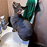 Krueger joined the competition — help win amazing prizes! sphynx_cat, cat, hairless_cat, sink, bathroom, towel, soap_dispenser, curious, yellow_eyes, pet, domestic_cat, indoor, wall, countertop, animal, feline, looking_up, cleaning_supplies, texture, household