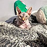 Krueger is registered to the contest to win money with this photo: sphynx_cat, cat, pet, indoor, blanket, plush_toy, wall, light_switch, texture, wrinkled_skin, tongue_out, ears, curious, cozy, gray, green, animal, feline, resting, cute