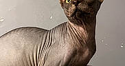 Krueger is registered to the contest to win money with this photo: sphynx_cat, cat, hairless, pet, animal, indoor, feline, wrinkles, ears, yellow_eyes, blanket, texture, portrait, looking_up, wall, framed_art, close_up, furless, mammal, domestic_animal