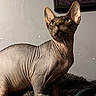 animal, blanket, cat, close_up, domestic_animal, ears, feline, framed_art, furless, hairless, indoor, looking_up, mammal, pet, portrait, sphynx_cat, texture, wall, wrinkles, yellow_eyes