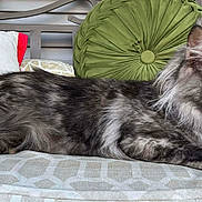 Hermoine joined the competition — help win amazing prizes! cat, feline, pet, indoor, couch, pillow, christmas, holiday, patterned_couch, grey_cat, long_fur, marbled_fur, relaxed, domestic_cat, closeup, side_profile, green_pillow, red_truck_pillow, home_interior, resting