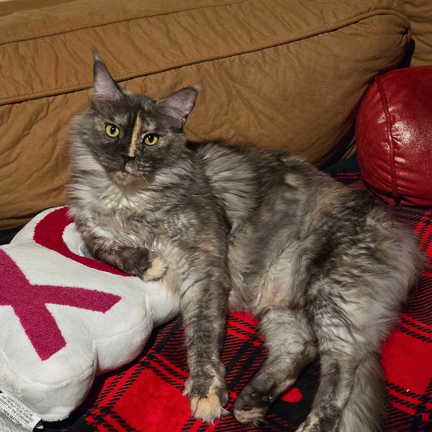 Hermoine joined the competition — help win amazing prizes! animal, black, blanket, brown, cat, couch, cozy, cute, domestic, feline, fluffy, fur, indoors, pet, pillow, plaid, red, relaxed, resting, yellow_eyes