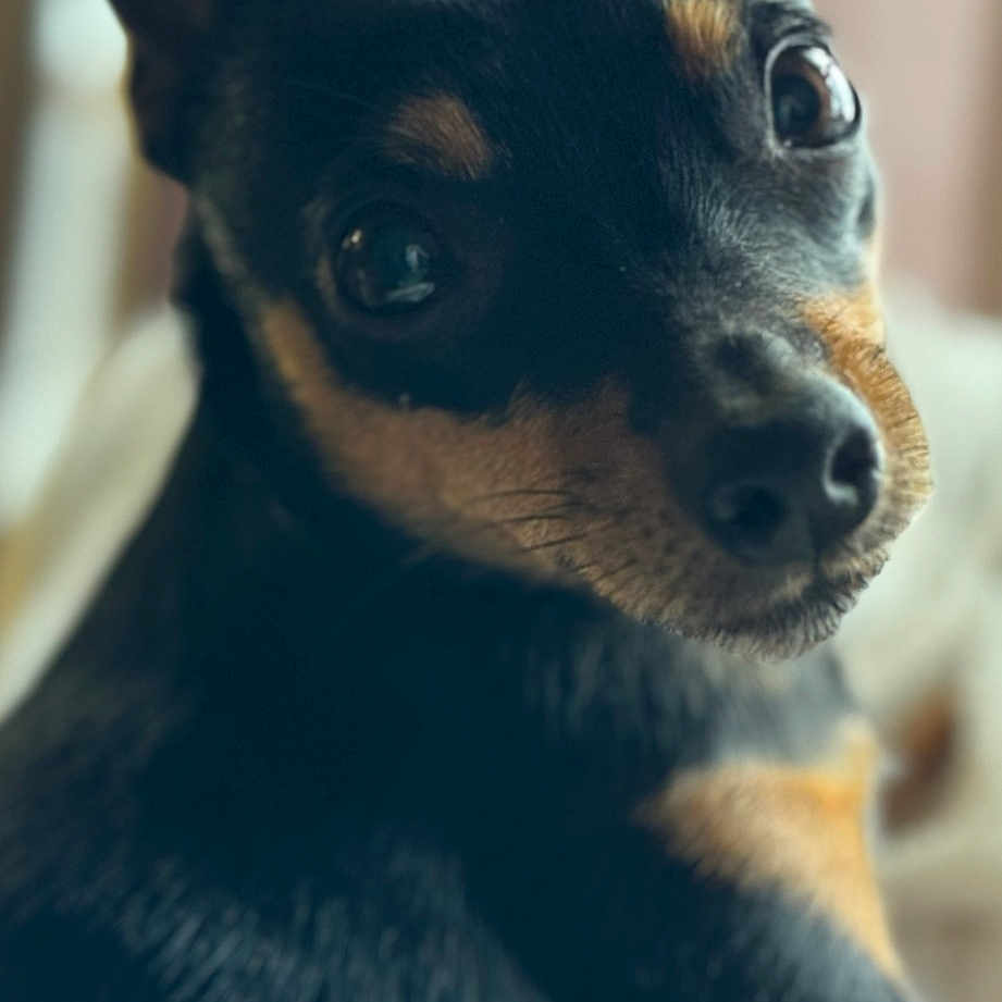 Pickle