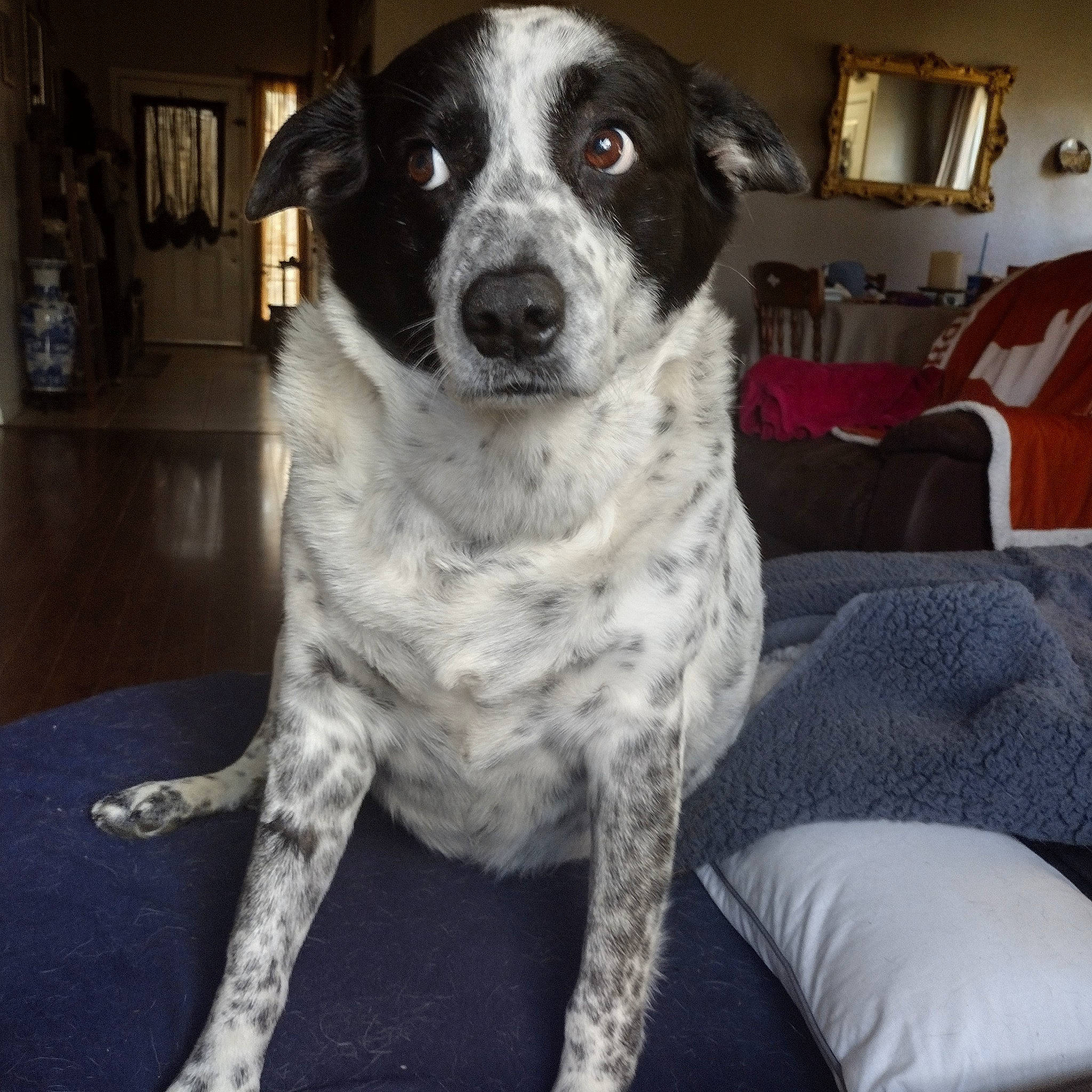 Pepper