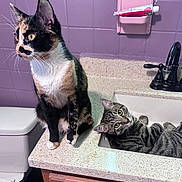 Walnut is registered to the contest to win money with this photo: alert, animal, bathroom, calico_cat, cat, countertop, domestic, ears, eyes, feline, fixture, fur, household, pet, purple_tiles, relaxed, sink, tabby_cat, toothpaste, whiskers