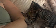 Walnut joined the competition — help win amazing prizes! kitten, tabby, cat, pet, arm, person, blanket, pillow, fur, indoor, cozy, playing, resting, striped, animal, cute, small, soft, relaxing, nap