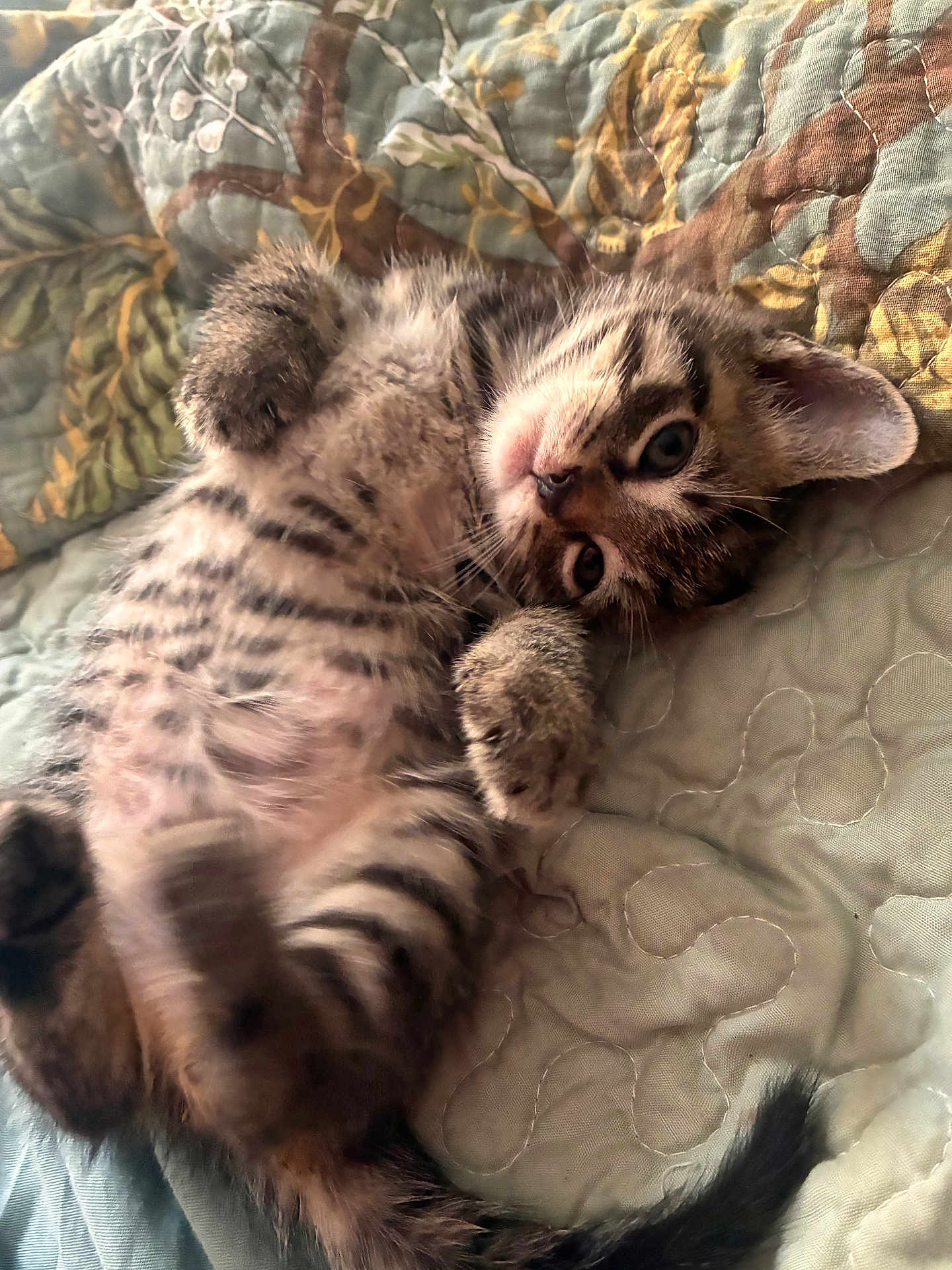 Walnut joined the competition — help win amazing prizes! kitten, cat, tabby, pet, cute, feline, animal, lying_down, quilt, blanket, soft, fur, paw, whiskers, indoor, young, playful, closeup, relaxed, sleepy