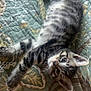 Walnut joined the competition — help win amazing prizes! kitten, tabby, cat, quilt, patterned, fur, pet, animal, cute, lying_down, bedspread, striped, young, whiskers, ears, paw, domestic, relaxed, indoor, human_leg