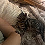 Walnut joined the competition — help win amazing prizes! cat, kitten, tabby, paw, leg, blanket, fur, striped, collar, indoor, bed, soft, cozy, resting, person, curious, animal, pet, comfort, warm