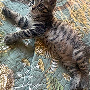 Walnut joined the competition — help win amazing prizes! kitten, cat, tabby, pet, animal, sleeping_area, quilt, floral_pattern, bedspread, domestic, indoor, curious, young, feline, striped, paw, ears, whiskers, phone_case, clothing