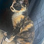 Tootsie joined the competition — help win amazing prizes! cat, kitten, calico, feline, pet, indoor, couch, blanket, fur, whiskers, paws, curious, sitting, side_profile, window, curtain, soft_light, cozy, domestic, animal