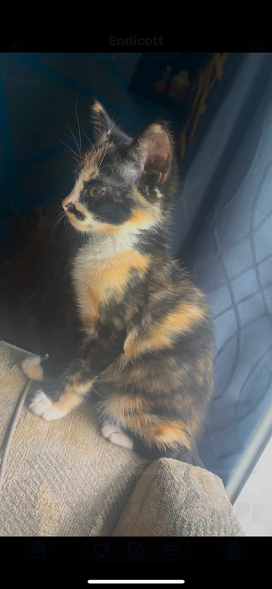 Tootsie joined the competition — help win amazing prizes! cat, kitten, calico, feline, pet, indoor, couch, blanket, fur, whiskers, paws, curious, sitting, side_profile, window, curtain, soft_light, cozy, domestic, animal