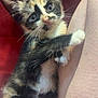 Tootsie is registered to the contest to win money with this photo: kitten, calico, cat, pet, animal, cute, fur, whiskers, paw, clinging, leg, red_background, indoor, young, small, curious, adorable, closeup, feline, domestic