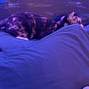 Tootsie is registered to the contest to win money with this photo: animal, background, blue, cat, cozy, curious, cushion, fabric, feline, fur, home, indoor, pet, quiet, relaxed, resting, seat, side_view, soft_lighting, tortoiseshell