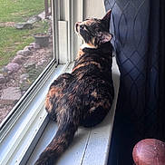 Tootsie is registered to the contest to win money with this photo: cat, tortoiseshell, windowsill, window, curtain, indoor, pet, animal, feline, looking_outside, natural_light, garden, greenery, rocks, screen, tail, fur, closeup, home, quiet