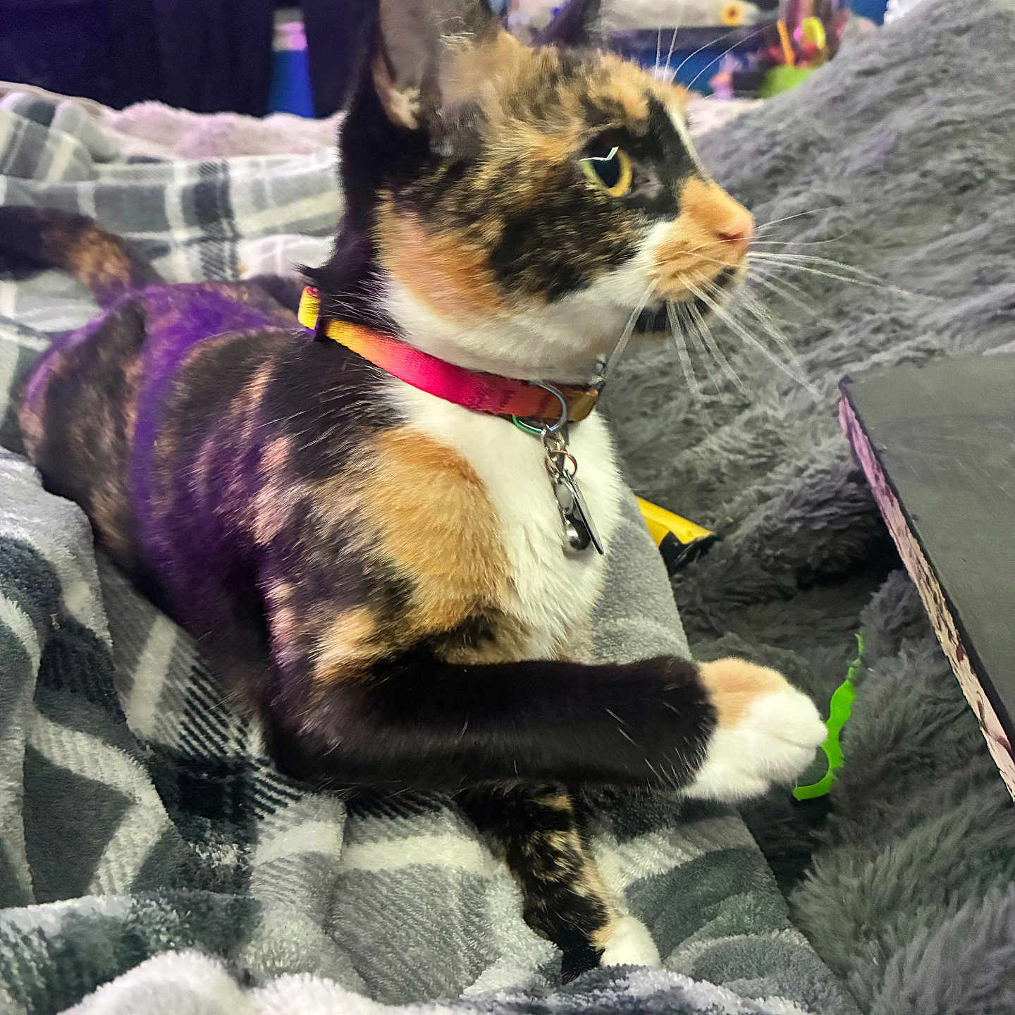 Tootsie is registered to the contest to win money with this photo: animal, bed, blanket, calico, cat, collar, comfort, cozy, domestic, feline, fur, indoor, paws, pet, plaid, relaxed, side_view, soft, tag, whiskers