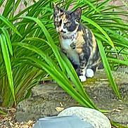 Tootsie joined the competition — help win amazing prizes! calico_cat, cat, collar, garden, greenery, plants, rock, stone, outdoor, foliage, pet, nature, animal, leaf, ground, lantern, tag, quiet, sitting, curious