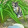 calico_cat, cat, collar, garden, greenery, plants, rock, stone, outdoor, foliage, pet, nature, animal, leaf, ground, lantern, tag, quiet, sitting, curious