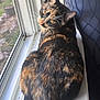 Tootsie is registered to the contest to win money with this photo: cat, tortoiseshell, windowsill, window, fur, pet, animal, indoor, curious, amber_eyes, closeup, resting, whiskers, natural_light, home, cozy, feline, looking_back, relaxed, screen