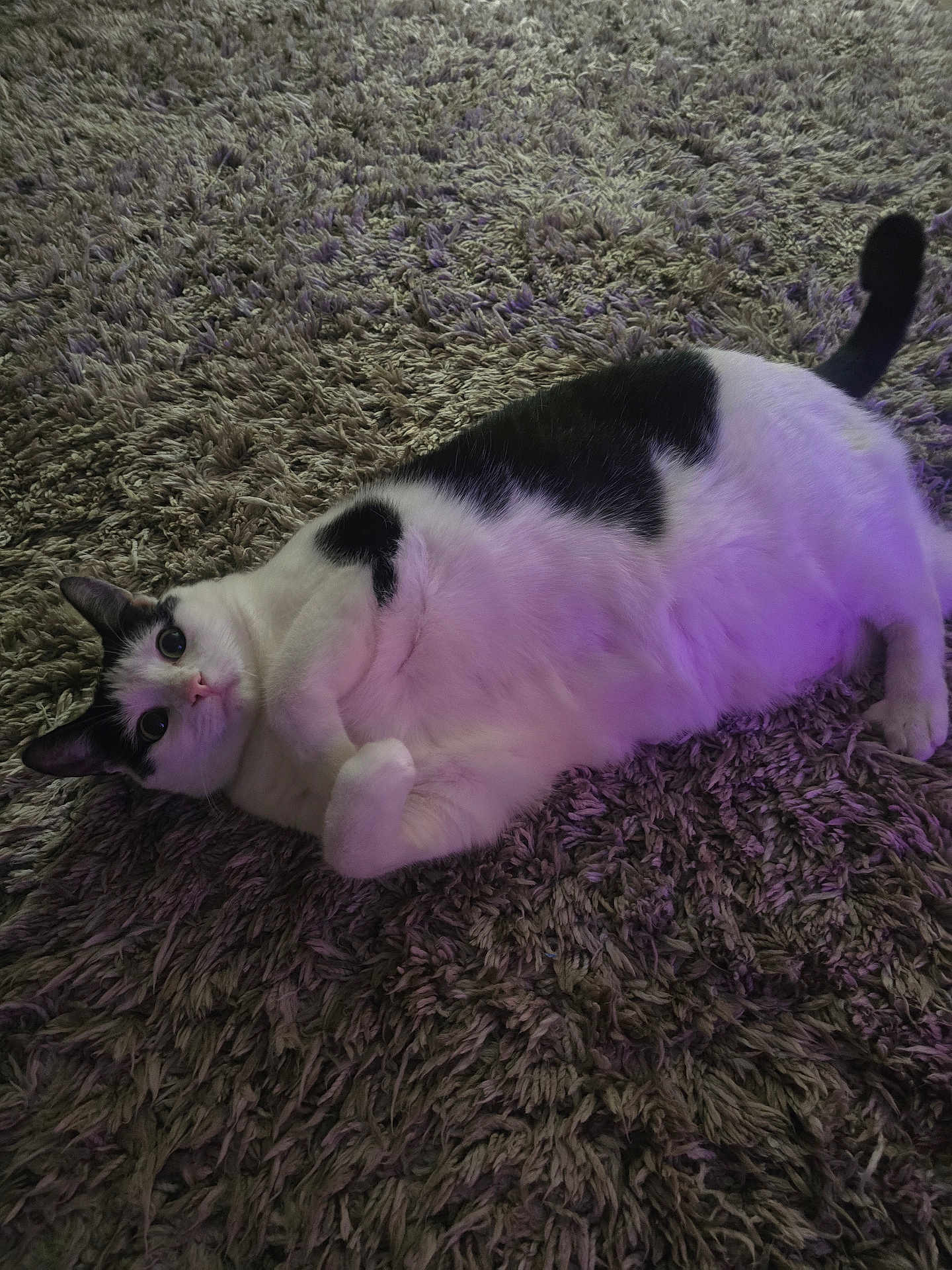 Penolope