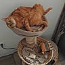 animal, blanket, cat, cat_perch, cat_tree, cozy, curious, feline, home, indoor, orange_cat, pet, pet_accessory, relaxed, resting, toy, upside_down, wide_eyes, wooden_floor, woven_basket