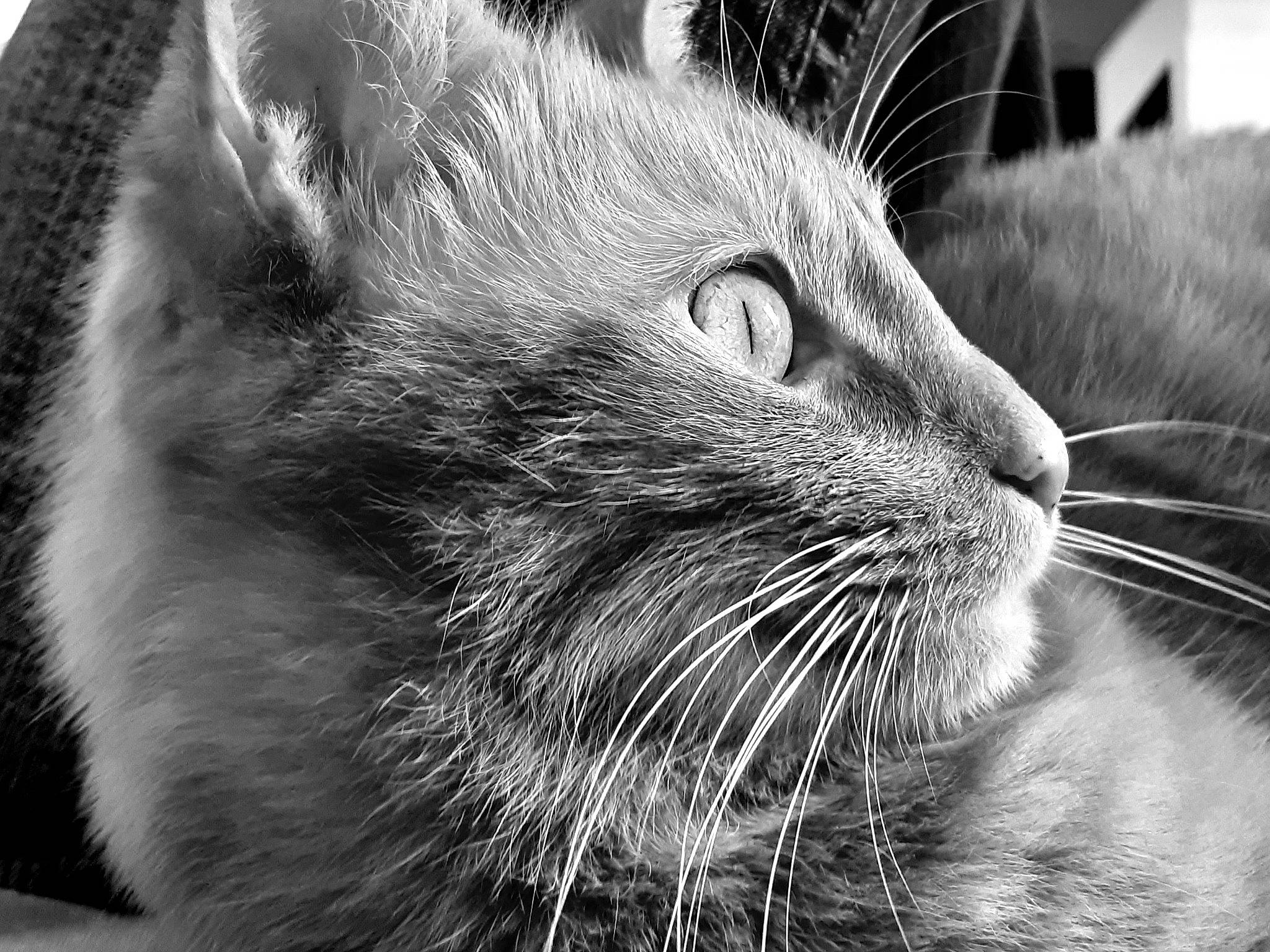 Rocky