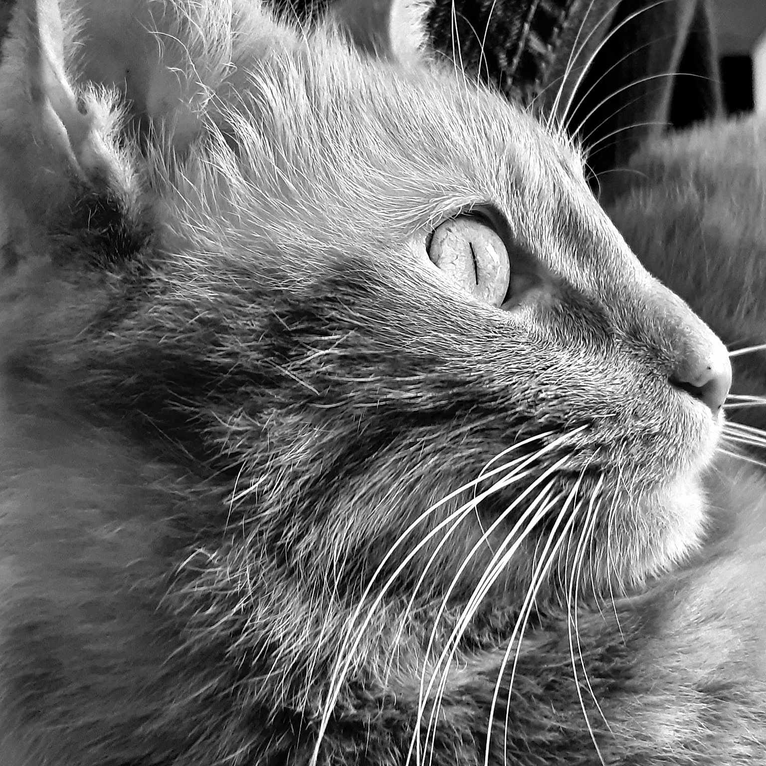 Rocky