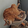 animal, blanket, cat, cat_bed, cozy, curious, cute, domestic_cat, feline, fur, green_eyes, indoor, orange_tabby, paw, pet, relaxed, resting, soft, whiskers, woven_basket