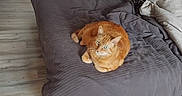 Rocky a rejoint le concours — aidez-le/la à gagner de superbes lots ! bed, blanket, cat, comfort, cozy, curious, domestic_animal, feline, floor, fur, green_eyes, home, indoor, orange_cat, pet, pillow, quiet, relaxed, resting, sleeping_area