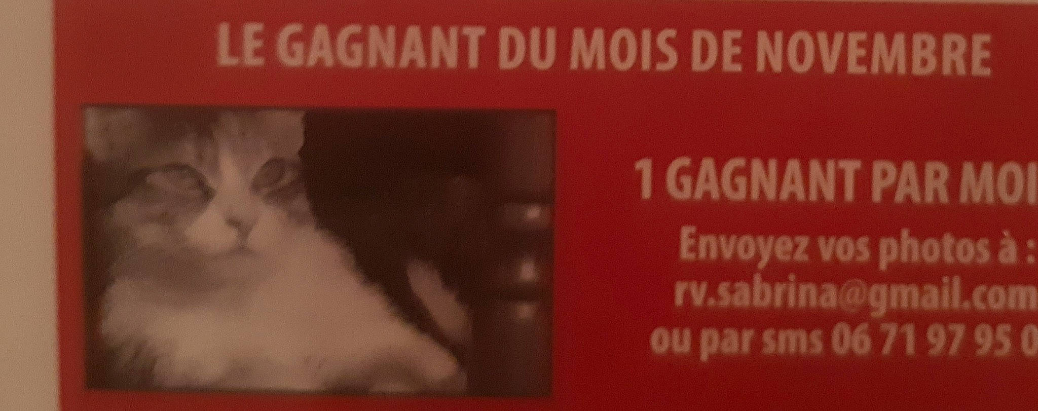 Canelle participe au concours pour gagner de l'argent avec cette photo : advertising, brand, cat, felidae, font, fur, mouth, nose, photo_caption, photography, text, whiskers