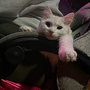 Tesehki joined the competition — help win amazing prizes! kitten, cat, white_cat, pet, animal, feline, face, eyes, ears, whiskers, paw, fur, cute, curious, indoors, chair, blanket, cushion, close_up, portrait