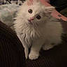 animal, blue_eyes, cat, couch, curious, cute, ears, fluffy, home, indoors, kitten, long_hair, paws, pet, pink_nose, portrait, sitting, soft_lighting, whiskers, white_fur