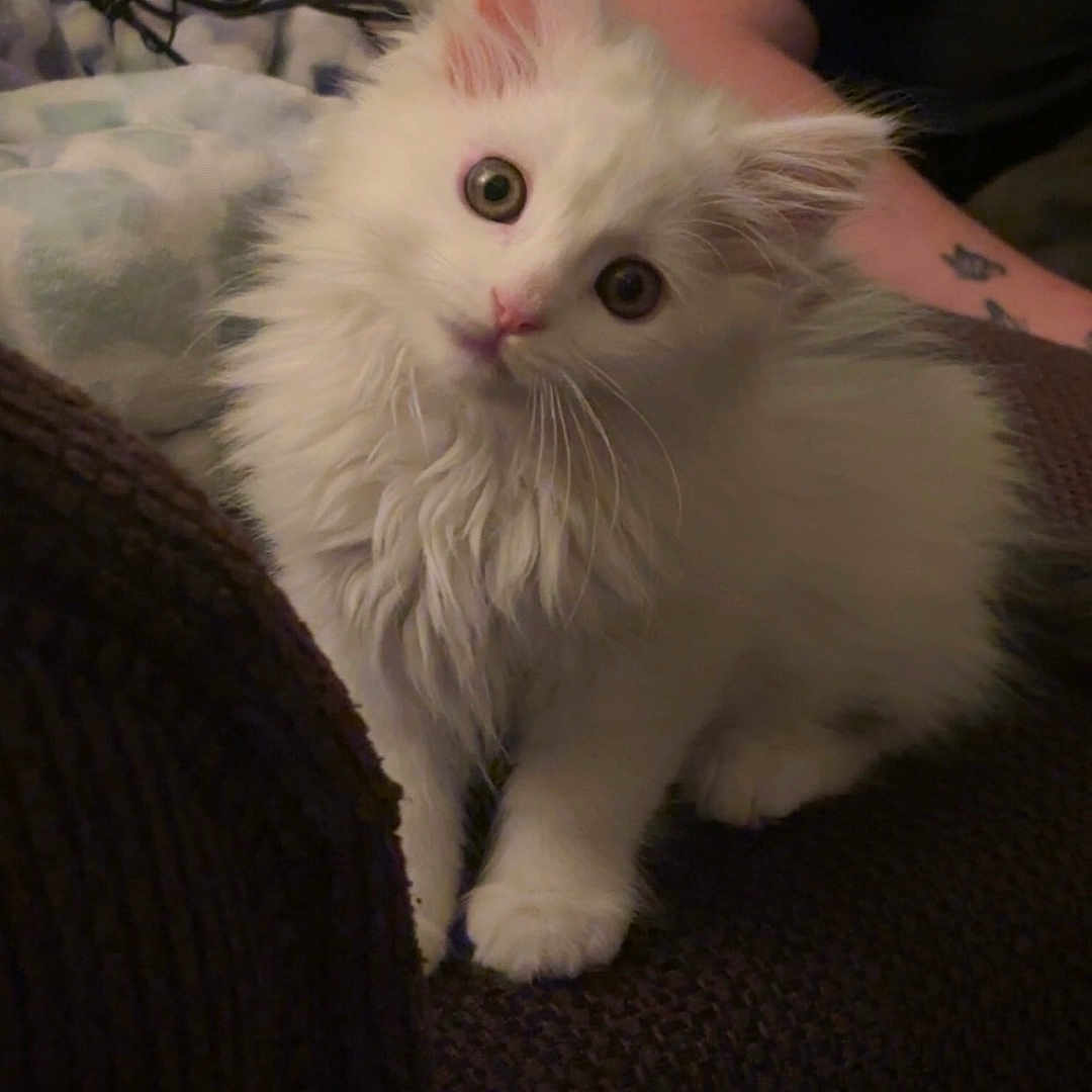 Tesehki joined the competition — help win amazing prizes! cat, kitten, white_fur, fluffy, long_hair, blue_eyes, pet, animal, couch, indoors, portrait, sitting, cute, whiskers, ears, paws, pink_nose, curious, soft_lighting, home