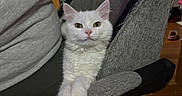 Tesehki is registered to the contest to win money with this photo: cat, white_cat, fluffy, feline, pet, animal, portrait, sitting, chair, armrest, paws, whiskers, ears, yellow_eyes, indoors, wooden_floor, furniture, gray_fabric, pink_fabric, funny_pose
