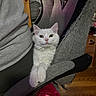 cat, white_cat, fluffy, feline, pet, animal, portrait, sitting, chair, armrest, paws, whiskers, ears, yellow_eyes, indoors, wooden_floor, furniture, gray_fabric, pink_fabric, funny_pose