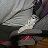Tesehki joined the competition — help win amazing prizes! cat, kitten, white_cat, black_markings, sleepy, resting, animal, pet, chair, armrest, person, background, indoor, home, furniture, gray_fabric, wood_floor, pink_clothing, relaxed, photobomb