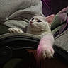 Tesehki joined the competition — help win amazing prizes! cat, kitten, white_cat, animal, pet, feline, cute, paw, extended_paw, whiskers, ears, eyes, lying_down, stretching, couch, cushion, blanket, indoor, cozy, portrait