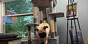 Stella is registered to the contest to win money with this photo: pug, dog, cat_tree, living_room, window, rain, lamp, picture_frame, books, chair, furniture, curtains, wooden_drawer, pet, indoor, leaping, gray, cozy, home, pet_furniture