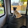 Stella joined the competition — help win amazing prizes! dog, pug, indoor, couch, leather, window, fence, yard, rv, pet, animal, tongue_out, curious, seated, black, beige, home, daylight, relaxed, cozy