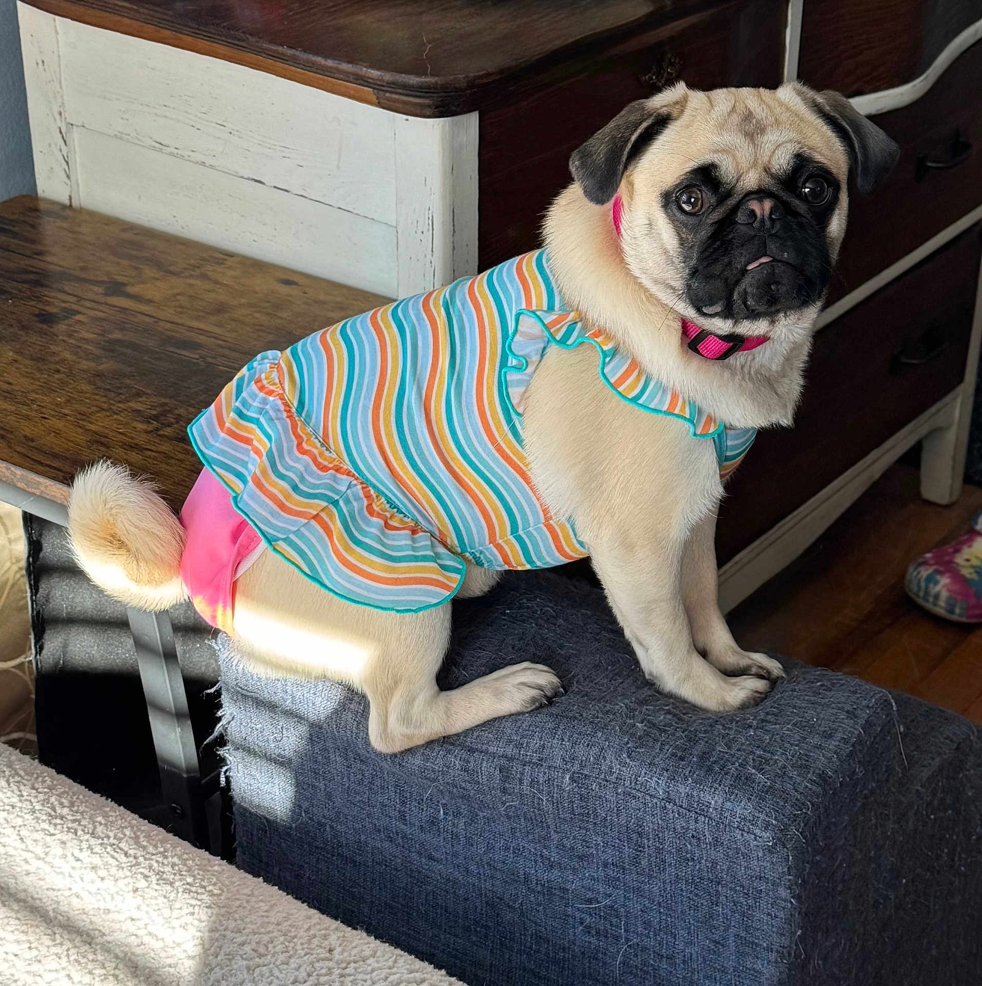 Stella joined the competition — help win amazing prizes! pug, dog, pet, clothing, striped_outfit, indoor, furniture, stool, wood, floor, cute, animal, canine, portrait, sitting, colorful, collar, pink, light, shadow