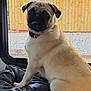Stella joined the competition — help win amazing prizes! dog, pug, pet, animal, indoor, window, beanbag, leather, fence, outdoor, sunlight, collar, tongue_out, seated, curious, home, canopy, screen, fur, face