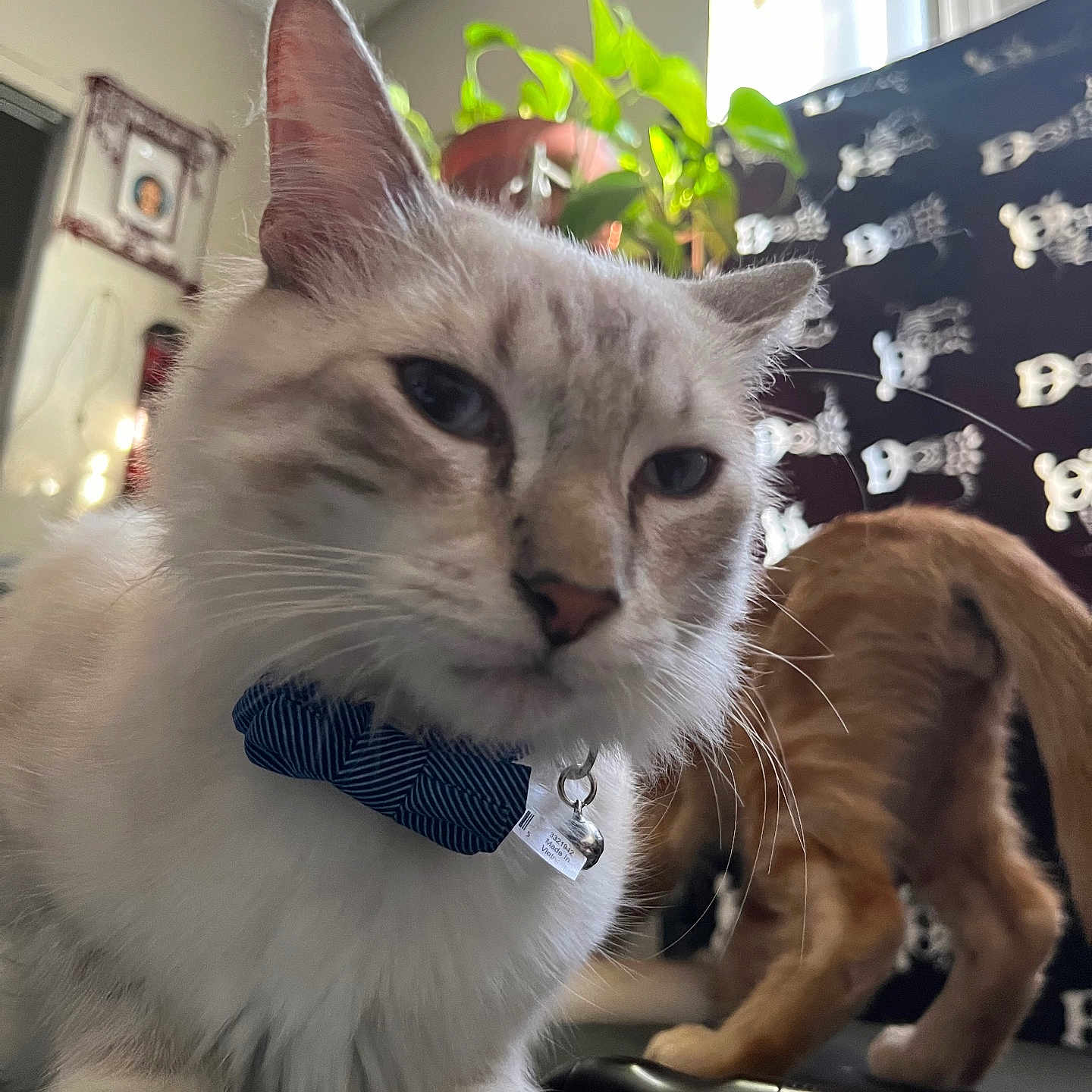 Zinx is registered to the contest to win money with this photo: cat, bow_tie, indoor, plant, orange_cat, fluffy_cat, pet, animal, feline, collar, close_up, table, decor, background, window, whiskers, ears, paws, fur, domestic