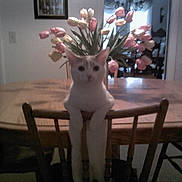 Berlioz is registered to the contest to win money with this photo: cat, white_cat, pet, animal, sitting, chair, dining_room, table, flowers, tulips, bouquet, indoor, home, portrait, front_view, pink_flowers, floral_arrangement, wooden_furniture, cute, whiskers