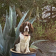 Vicky a rejoint le concours — aidez-le/la à gagner de superbes lots ! animal, bark, brown_and_white, canine, collar, dog, flower_pot, fur, garden, greenery, leaf, nature, outdoor, pet, plant, pottery, sitting, soil, succulent, tree