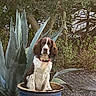 animal, bark, brown_and_white, canine, collar, dog, flower_pot, fur, garden, greenery, leaf, nature, outdoor, pet, plant, pottery, sitting, soil, succulent, tree