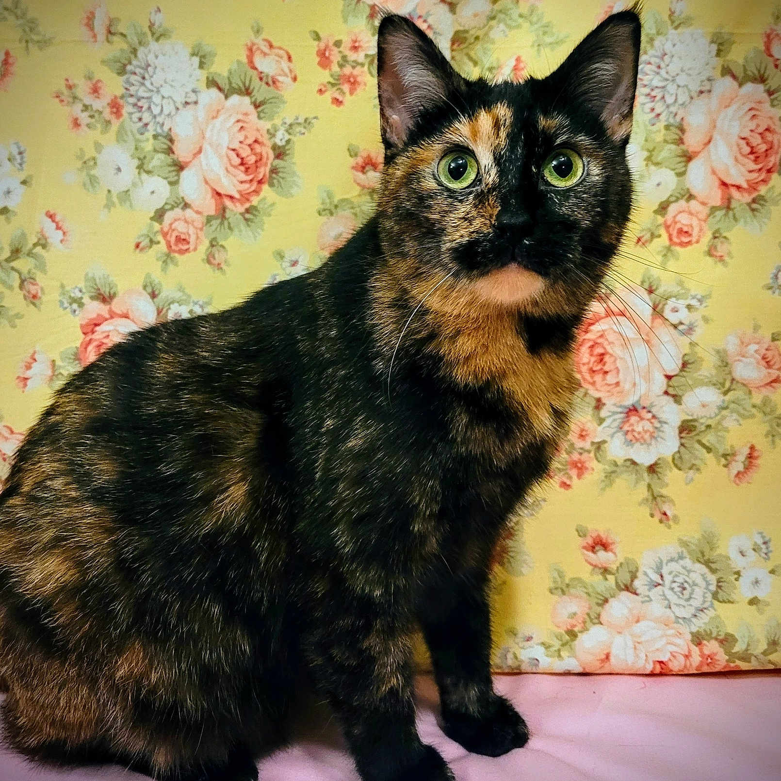 Ranni is registered to the contest to win money with this photo: animal, background, cat, closeup, cute, domestic_cat, ears, feline, floral_wallpaper, fur, green_eyes, indoor, pet, pink_surface, portrait, sitting, soft_lighting, tortoiseshell, vintage, whiskers