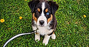 Baki a rejoint le concours — aidez-le/la à gagner de superbes lots ! puppy, dog, grass, leash, flower, greenery, outdoor, cute, animal, pet, sitting, nature, young, fur, eyes, brown, blue, adorable, playful, leash_clip