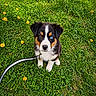 puppy, dog, grass, leash, flower, greenery, outdoor, cute, animal, pet, sitting, nature, young, fur, eyes, brown, blue, adorable, playful, leash_clip