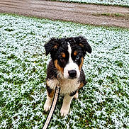 Baki participe au concours pour gagner de l'argent avec cette photo : adorable, animal, background, canine, cold, cute, dog, fur, grass, leash, nature, outdoor, path, pet, puppy, sitting, snow, trees, winter, young